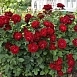Роза 'Омаж а Барбара' (флорибунда) (темно красная)