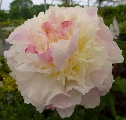 Пион молочноцветковый 'Ширли Темпл' (розово - кремовый)