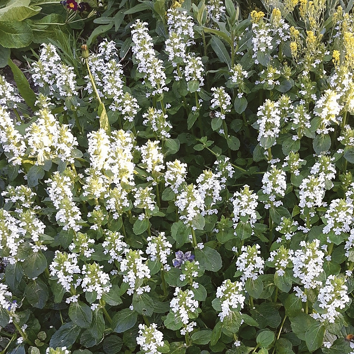 Живучка ползучая 'Альба'