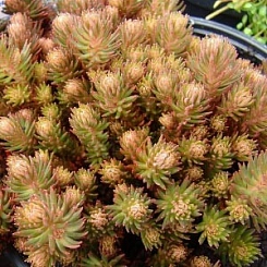 Cедум (очиток) отогнутый 'Чоколат Болл'