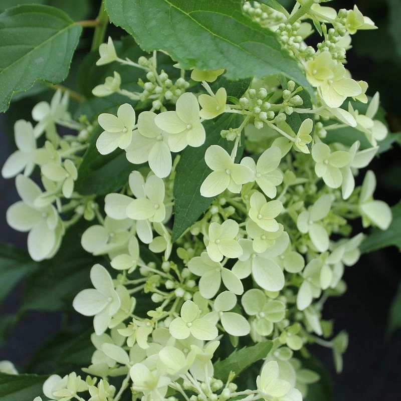 Гортензия метельчатая 'Долли'