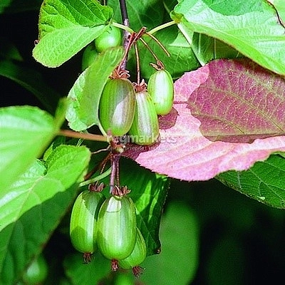 Актинидия Коломикта 'Находка' (жен.)