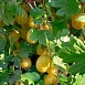 Крыжовник 'Янтарный'