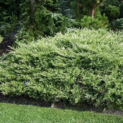 Можжевельник горизонтальный 'Андорра Вариегата'