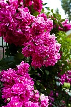 Роза 'Супер Дороти' (плетистая) (розовая)