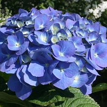Гортензия крупнолистная 'Блю Хевен'