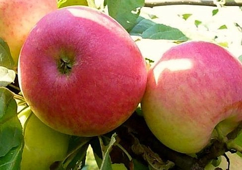 Яблоня домашняя 'Первый салют'