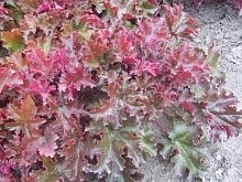 Гейхера 'Шоколад Раффлс'