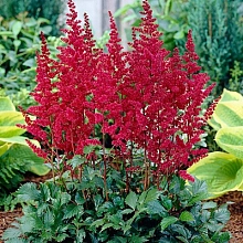 Астильба Арендса 'Бургунди Рэд'