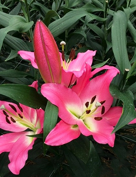 Лилия ОТ-гибрид 'Альбарето'