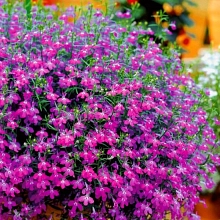 Лобелия эринус компактная 'Ривьера Роуз' (розовая)