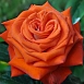 Роза 'Верано' (чайно-гибридная) (оранжево - красная)