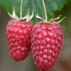 Малина 'Мапема'