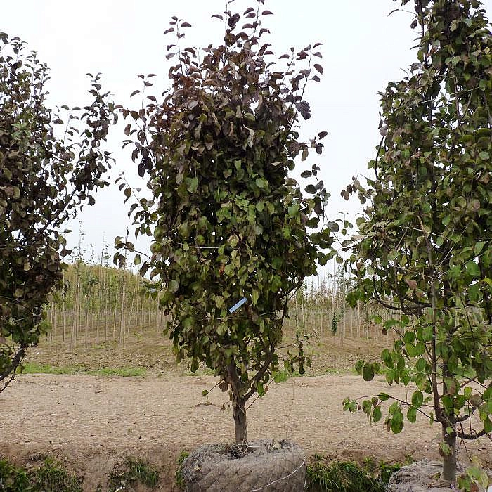 Яблоня домашняя Орловское Полосатое купить по цене 1.100,00 руб. руб. вМоскве в питомнике растений Южный
