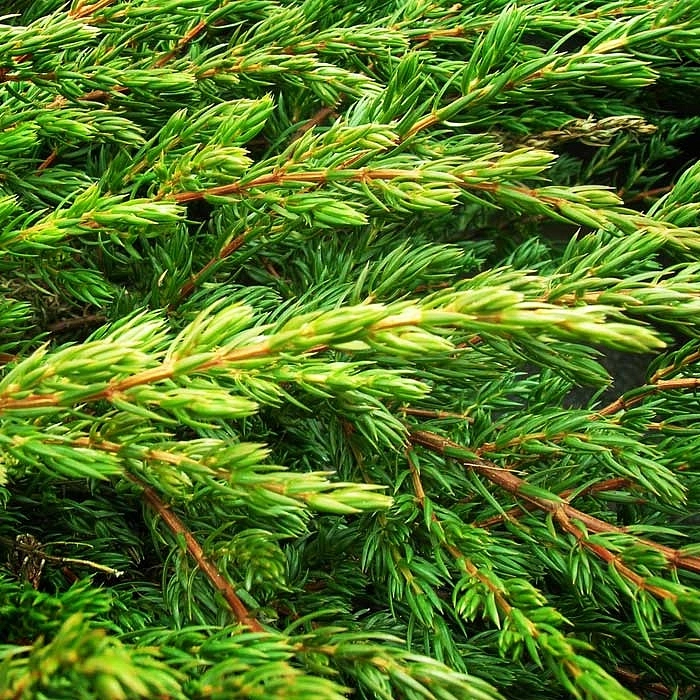 Можжевельник обыкновенный 'Репанда'