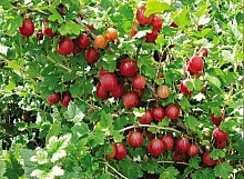 Крыжовник 'Русский розовый'