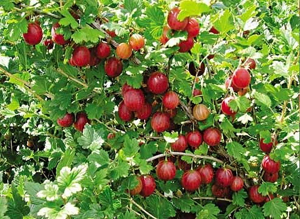 Крыжовник 'Русский розовый'