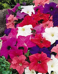 Петуния (сурфиния) гибридная 'Из Ридер' (смесь)