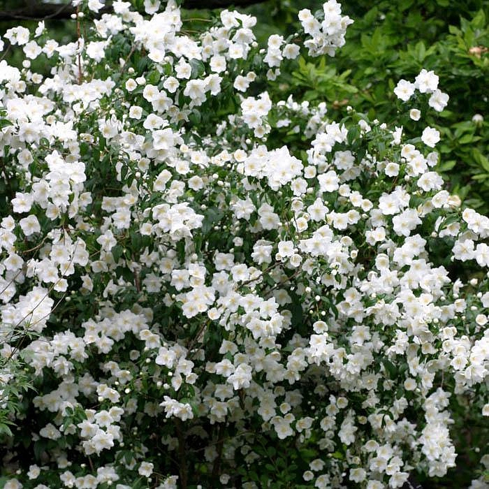 Чубушник 'Сноу Велвет'