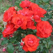 Роза 'Эуропеана' (флорибунда) (красная)