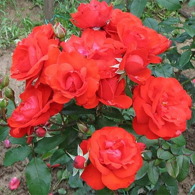 Роза 'Эуропеана' (флорибунда) (красная)