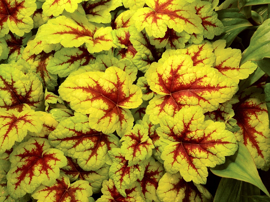 Гейхера гибридная 'Стоплайт'