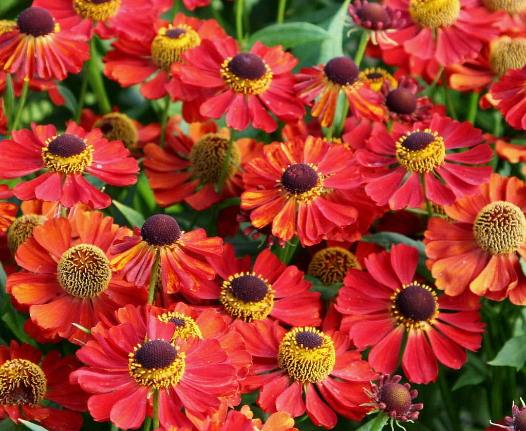 Семена Гелениум Осенний Джаз