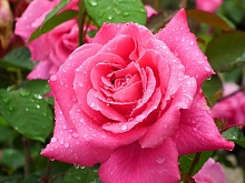 Роза 'Пинк Пис' (чайно-гибридная)