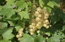 Смородина белая