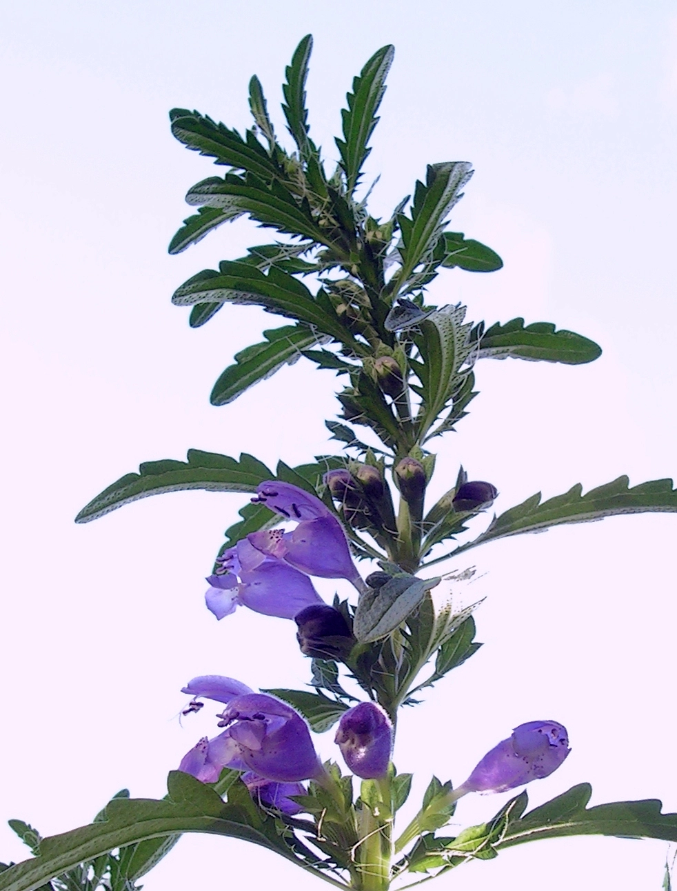 Семена Змееголовник молдавский Лимонный аромат