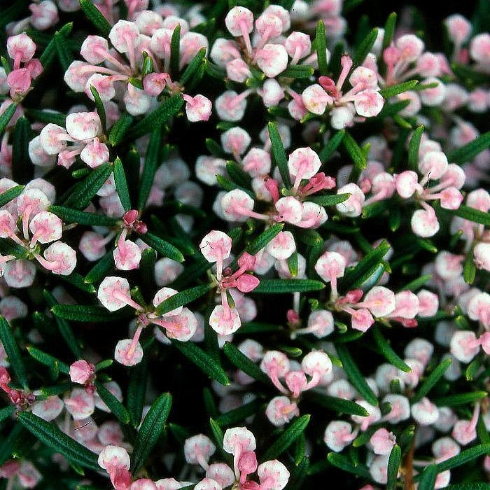 Андромеда многолистная (Подбел) 'Компакта'