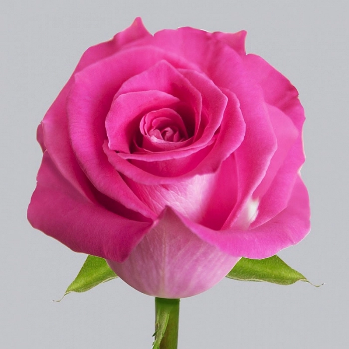 Роза 'Топаз' (чайно-гибридная) (розовая)