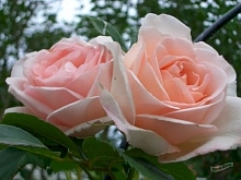 Роза 'Клэр Реннессанс' (шраб) (светло-розовая)