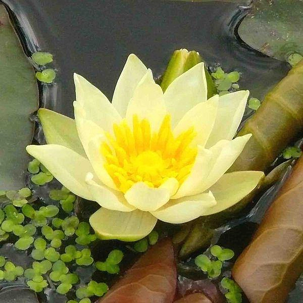 Кувшинка 'Пигмея Хелвола'