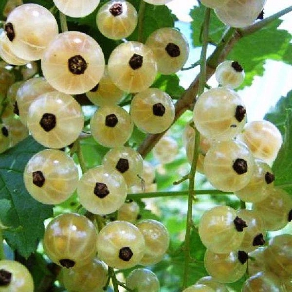 Смородина белая 'Белая Версальская'