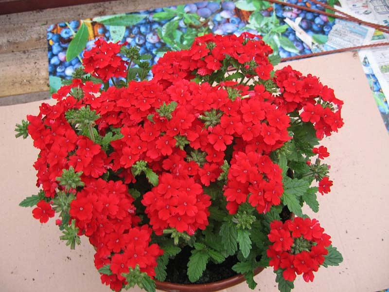 Вербена гибридная