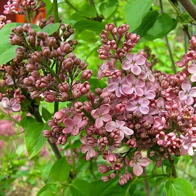 Сирень обыкновенная 'Медовый Спас' (кофейно-розовые)