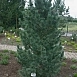 Сосна кедровая европейская