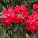 Рододендрон гибридный 'Хальфдан Лем' (красный)