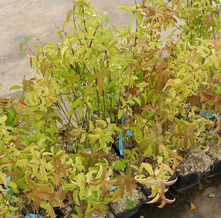 Дейция шершавая