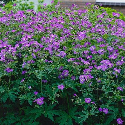 Герань лесная 'Мэйфлауэр'