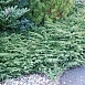 Можжевельник обыкновенный 'Грин Карпет'