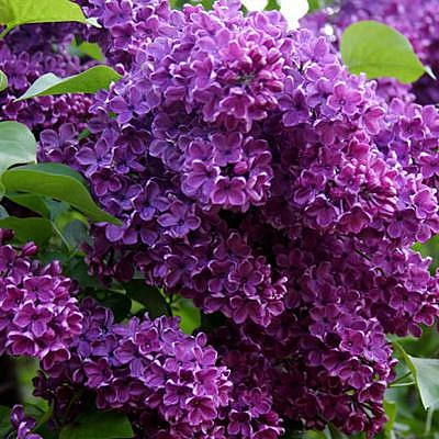 Сирень обыкновенная 'Сумерки' (фиолетовая)