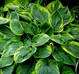 Хоста гибридная 'Токудама Флавоцирциналис'