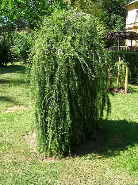 Лиственница тонкочешуйчатая (Кемпфера, японская) 'Пендула'