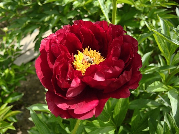 Пион гибридный 'Ред Глори' (тёмно-красный) 