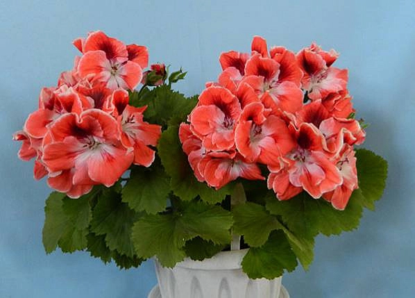 Пеларгония грандифлорум 'Мандарин' (оранжево - кораловая)
