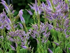 Вероникаструм виргинский 'Фасцинейшион' (сине - фиолетовый) Вероникаструм виргинский 'Фасцинейшион' (сине - фиолетовый)