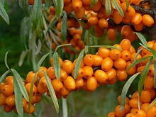 Облепиха 'Трофимовская'