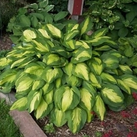 Хоста гибридная 'Капитан Кирк'